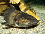 Cephalosilurus fowleri in Lauerstellung