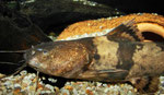 Pseudopimelodus bufonius