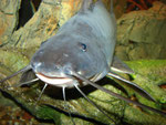 Calophysus macropterus