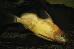 Synodontis nigrita “Yellow“ - gelbe Farbform des Schwarzen Fiederbartwelses