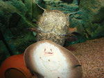 Cephalosilurus apurensis zusammen mit Potamotrygon hystrix