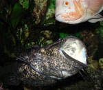 Cephalosilurus nigricaudus attackiert Astronotus ocellatus.