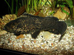 Cephalosilurus nigricaudus