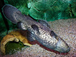 Cephalosilurus apurensis streift unruhig an der Frontscheibe entlang.