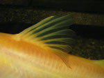 Rückenflosse von Hemibagrus nemurus (Variante "Yellow Mystus")