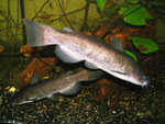 Ameiurus nebulosus: Meistens dominiert ein Tier, ist der schnellere Fresser und daher größer und kräftiger als die anderen.
