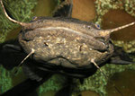 Cephalosilurus nigricaudus