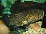 Cephalosilurus apurensis kann sich gut zwischen Holz und Steinen tarnen.