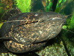 Cephalosilurus nigricaudus (adult)