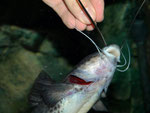 Stierantennenwels (Aguarunichthys torosus) bei der Fütterung von Hand.
