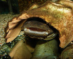 Cephalosilurus fowleri