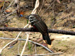 Rio Tefé-Reise 2010: Der Hoatzin (Opisthocomus hoazin) ist häufig anzutreffen, aber schwierig zu fotografieren, er ist eben sehr scheu.