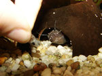 Frosch-Fettwels (Batrochoglanis raninus) bei der Fütterung von Hand.