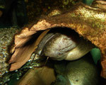 Cephalosilurus fowleri
