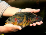 Pfauenaugenbuntbarsch (Astronotus ocellatus).