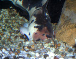 Clarias batrachus