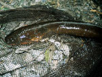 Der Zitteraal (Electrophorus electricus) ist eigentlich kein Aal, sondern ein Messerfisch, er kann 2,80 Meter lang und 20 Kilogramm schwer werden. Mittels starker Stromschläge kann er sich gut verteidigen.