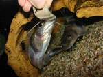 Pimelodus ornatus bei der Fütterung von Hand.