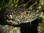 Cephalosilurus nigricaudus (adult)