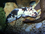 Clarias batrachus: Männchen, das einen Glyptoperichthys gibbiceps abzuwehren versucht.