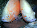 Astronotus ocellatus
