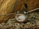 Pimelodus ornatus (Schmuckantennenwels)