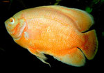 Astronotus ocellatus Zuchtform "Roter Oscar"