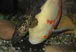 Astronotus ocellatus und Cephalosilurus apurensis (juvenil)