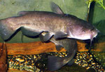 Ameiurus nebulosus