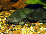 Heteropneustes fossilis