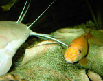 Die Siamesische Saugschmerle (Gyrinocheilus aymonieri) darf sich in unmittelbarer Nähe des Froschelspaares aufhalten - sie stellt für den Nachwuchs keine Gefahr dar.