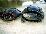 Schienenschildkröten (Podocnemis) werden gegessen.