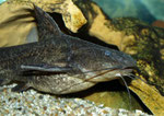 Pterodoras granulosus