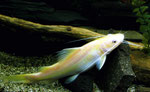Ruhender "Yellow Mystus" von 35 Zentimetern Länge.
