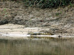 Der Krokodilkaiman (Caiman crocodilus) wird bis 3 m lang und gilt als relativ ungefährlich, er ist neben dem Mohrenkaiman (Melanosuchus niger) die 2. Kaimanart am Rio Tefé.