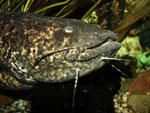 Cephalosilurus nigricaudus (adult)