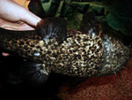 Cephalosilurus apurensis (semiadult)