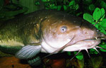Ameiurus nebulosus: 35 cm langes Tier