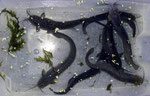 Heteropneustes fossilis