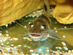 Pimelodus ornatus