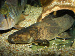 Cephalosilurus fowleri trifft auf Acarichthys heckeli.