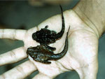 Laubwelse (Bunocephalus knerii).