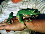 Weibchen des Makifrosches (Phyllomedusa bicolor). Im sodann herbeigeführten Zustand geschärfter Sinne ist den Mayoruna der Jagderfolg sicher, zumal sie auf diese Weise auch tagelang ohne Nahrung und Wasser auskommen.
