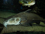 Cichla spec. & Pseudodoras niger