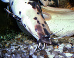 Clarias batrachus: herumwirbelnde Eier nach dem Lösen der Umschlingung