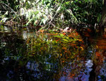 Die Riesen–Haarnixe (Cabomba aquatica) steht hier in grüner und roter Färbung in zwei Meter tiefem Wasser.
