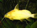 Synodontis nigrita “Yellow“ - gelbe Farbform des Schwarzen Fiederbartwelses