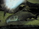 Pseudodoras niger (& Potamotrygon motoro)