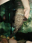 Cephalosilurus apurensis