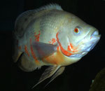 Pfauenaugenbuntbarsch semi-albino